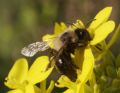 Andrena bicolorata